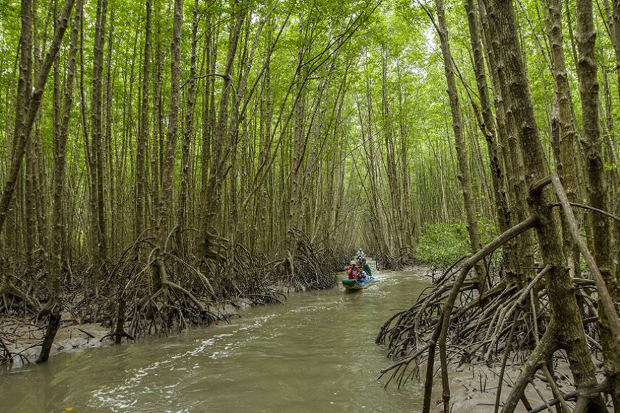 Mangrove forests