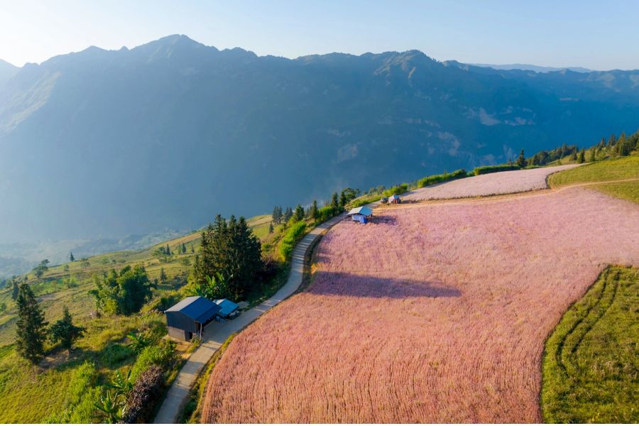 the landscape is adorned with the soft pink of blooming buckwheat flowers 