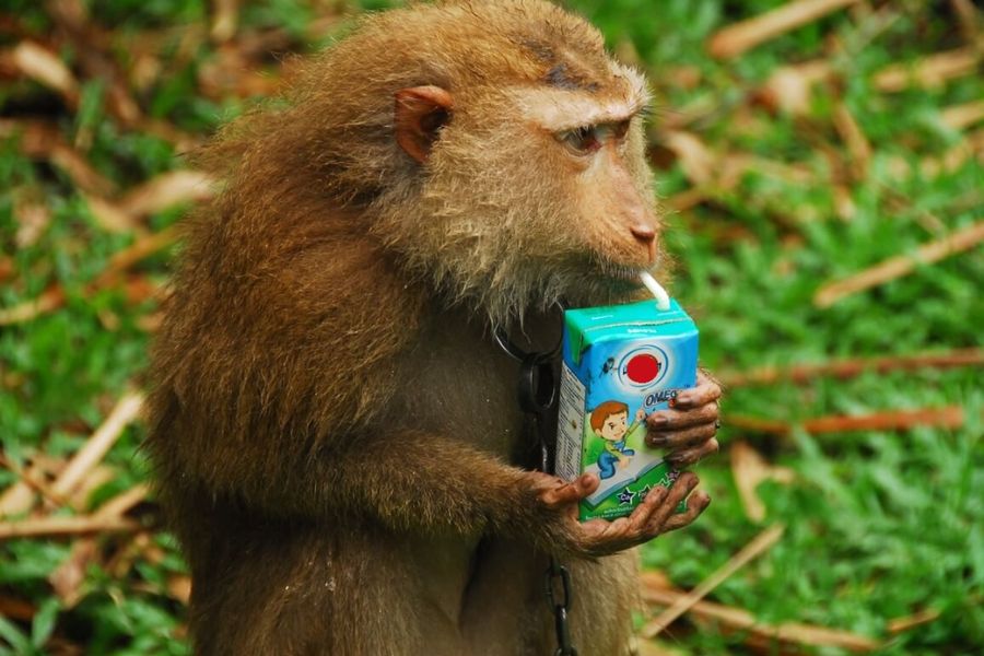 The “Monkey College” in Surat Thani