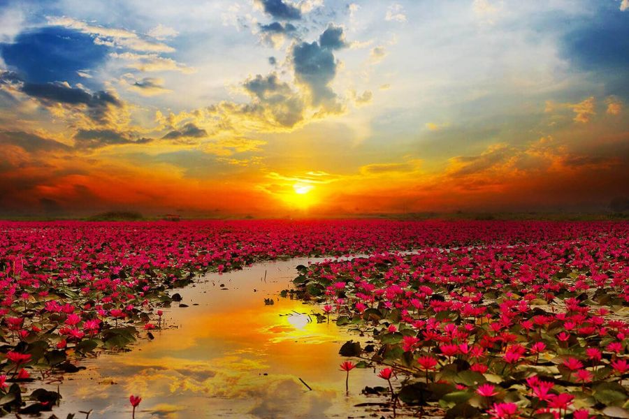 Red Lotus Sea