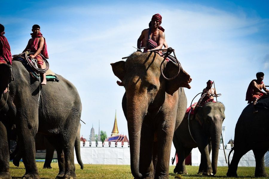 Surin Elephant Festival