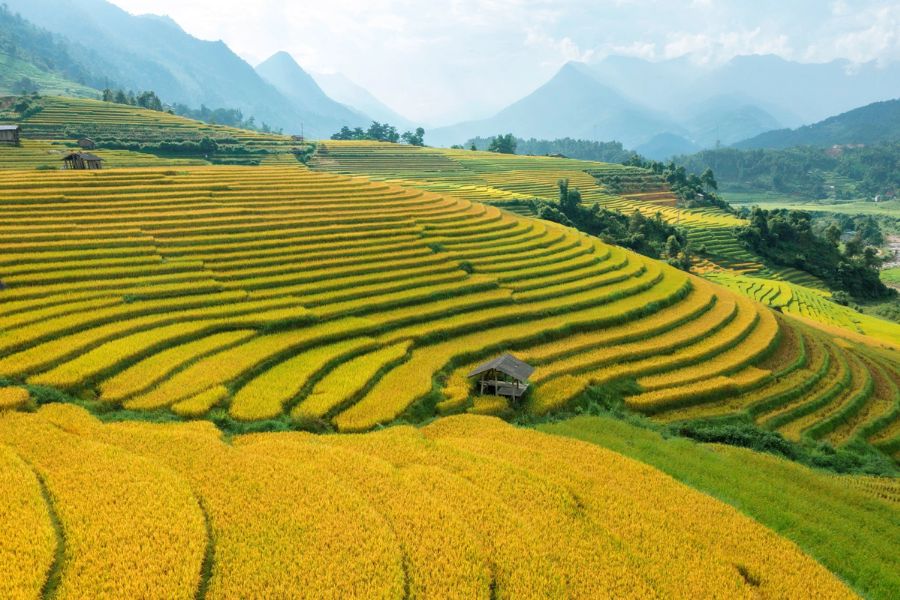 Visitors can snap stunning photos amid vast green terraced rice fields