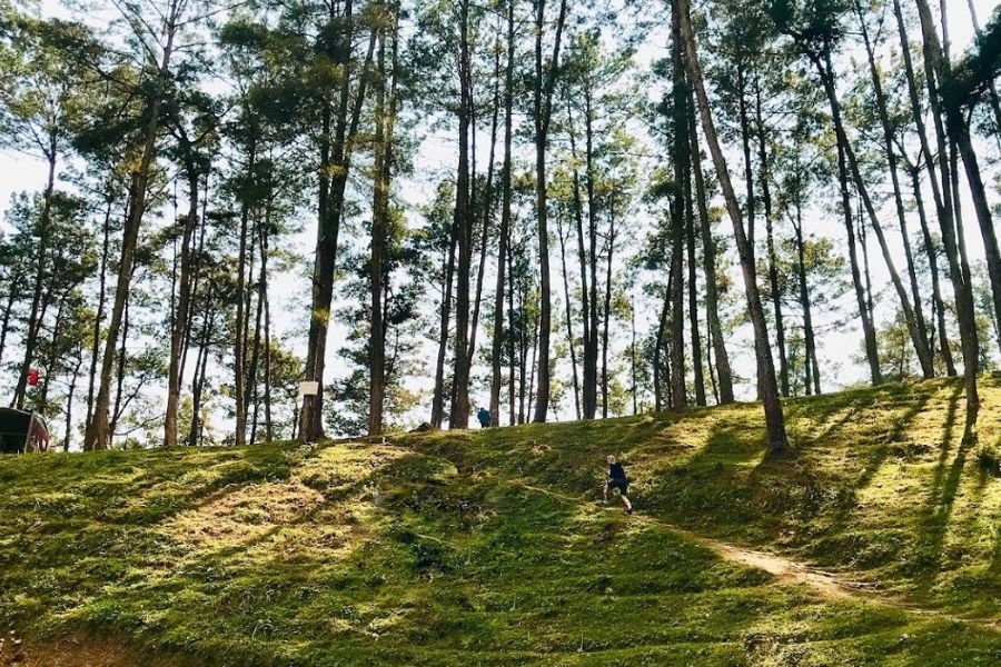 Yen Minh Pine Forest