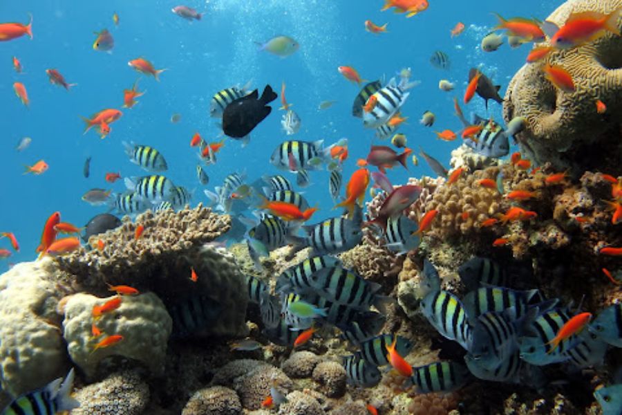 Nha Trang’s Marine Ecosystem
