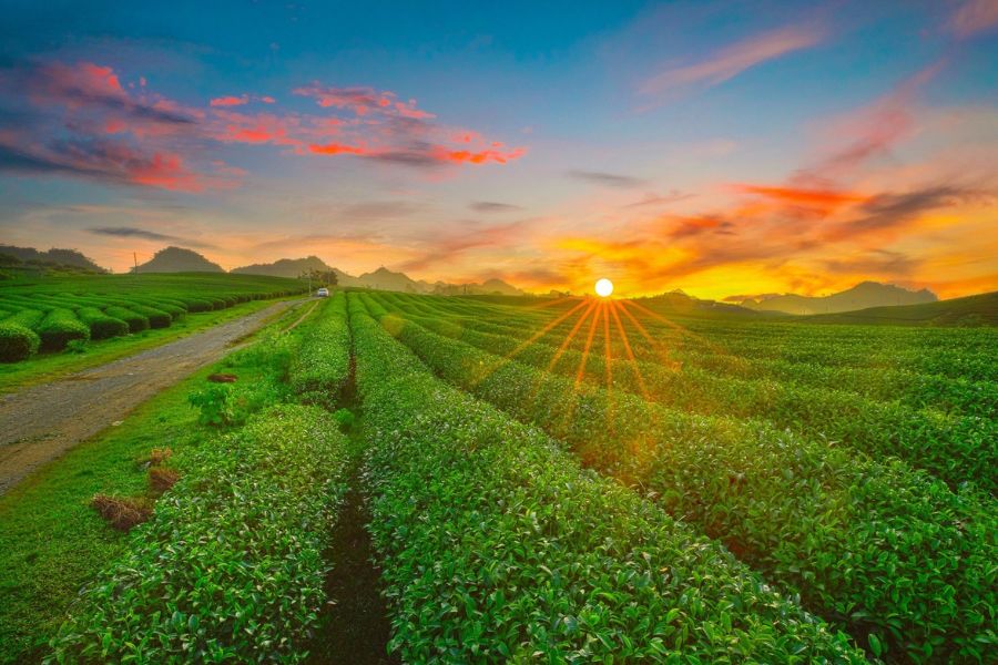 This highland plateau is famous for its lush green tea hills,