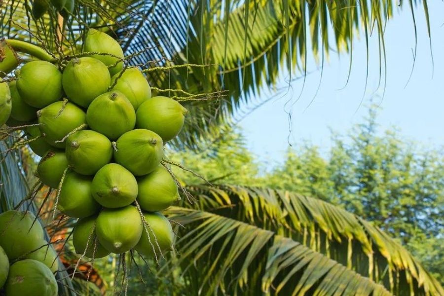 Ben Tre's coconuts