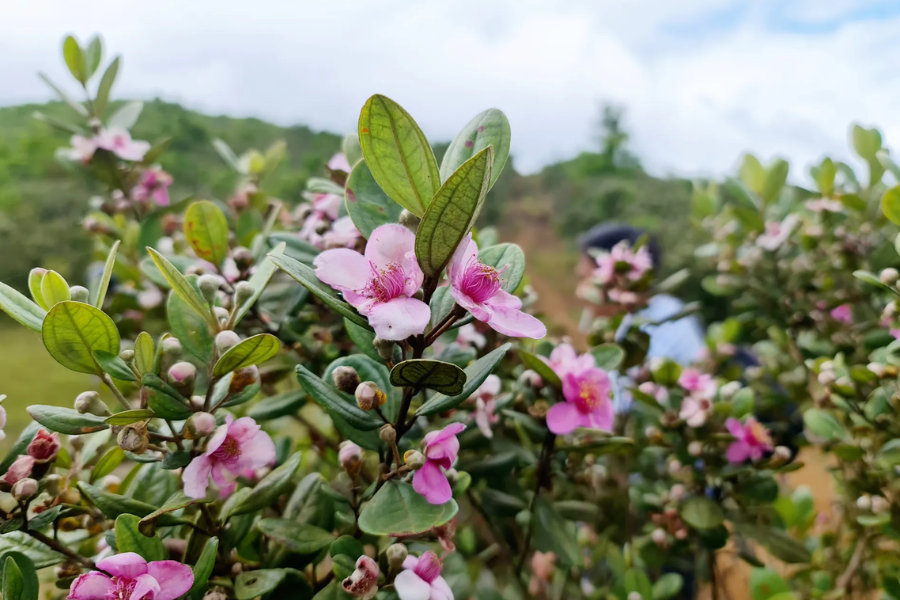Bui Hui Grassland features vast green hills dotted with purple myrtle forests