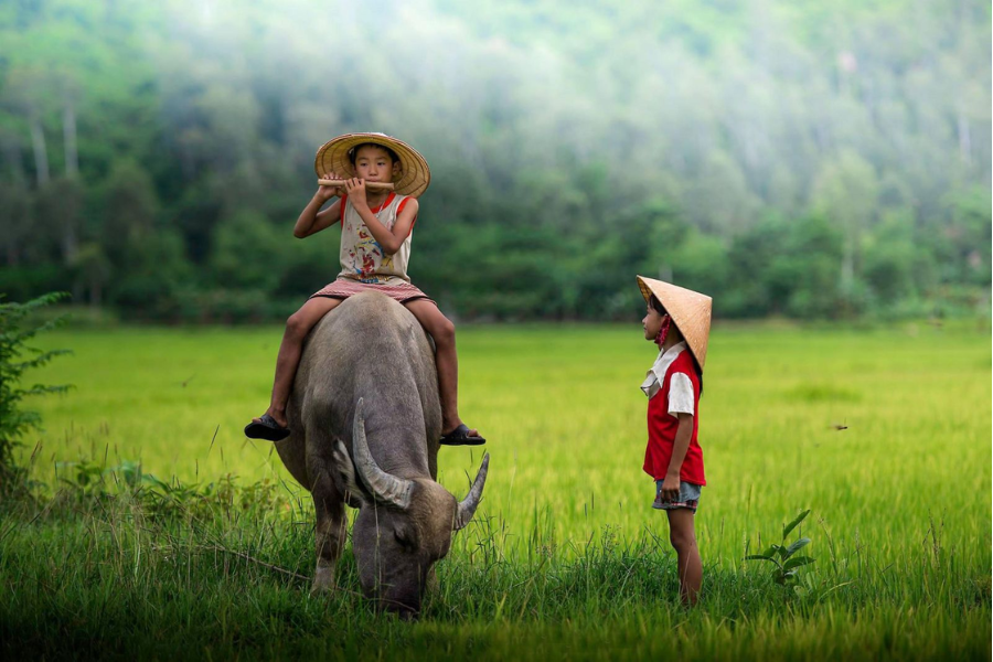 Water Buffalo - One of the Most Enduring Symbols of Vietnam and Its Wet Rice Heritage