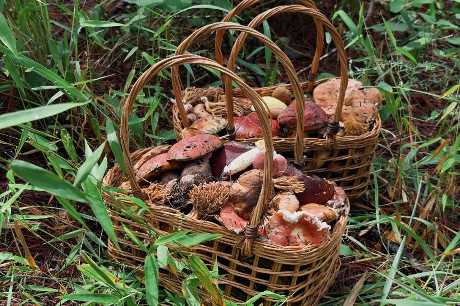 A typical mushroom foraging tour is usually priced between VND 300,000 and 650,000
