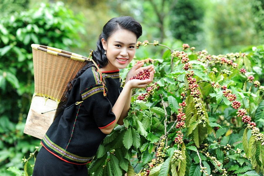 Buon Ma Thuot is well-known for its top quality coffee beans