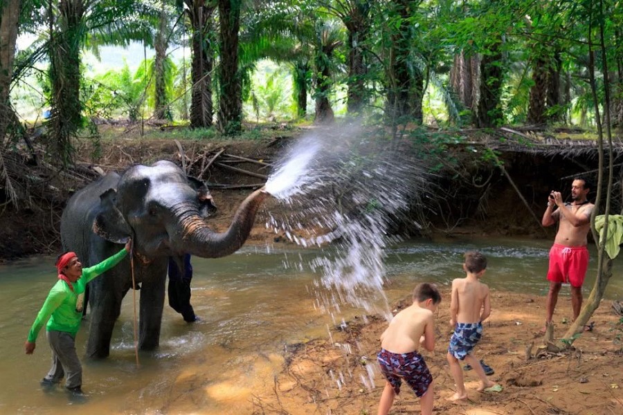 Bathing with elephants in Khao Sok National Park