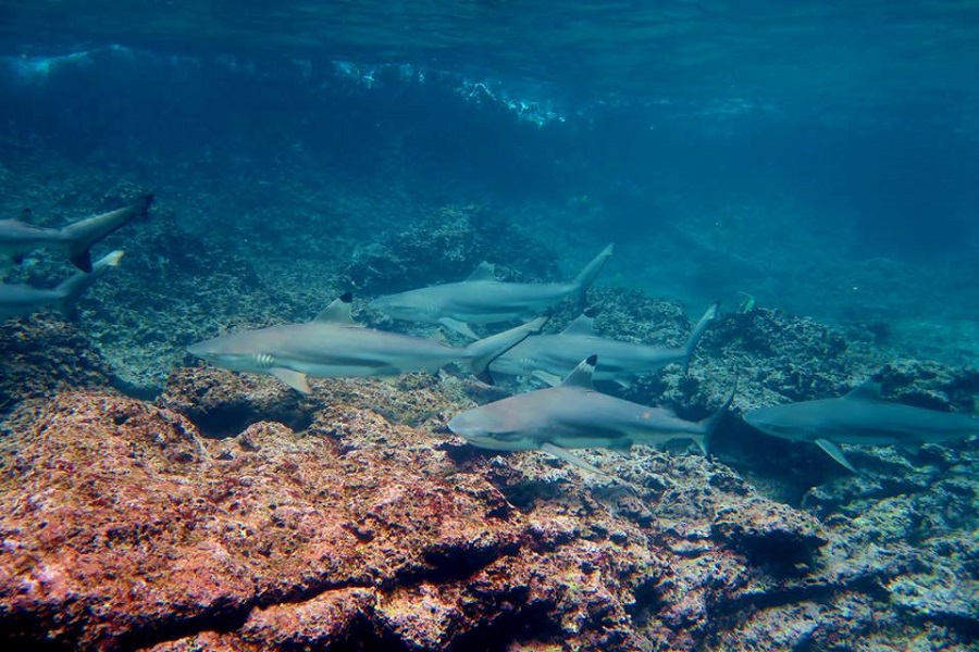 Snorkeling with sharks in Koh Phi Phi is a must-try for thrill seekers