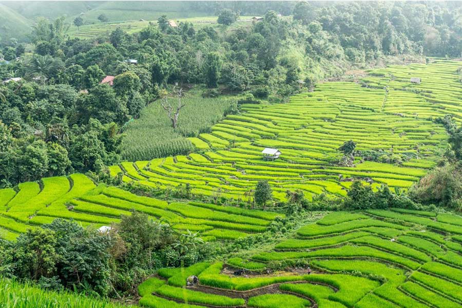 Rice terraces in Pai