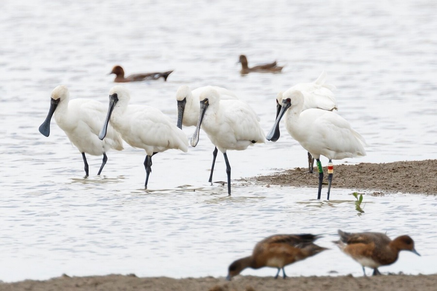 October to April is the best time to do bird watching