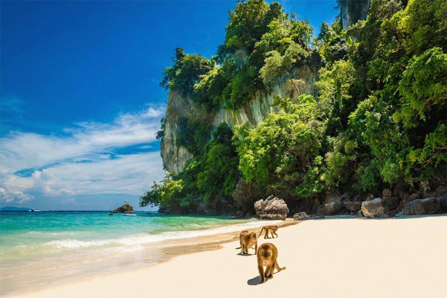 Monkeys are waiting for food at Monkey Beach