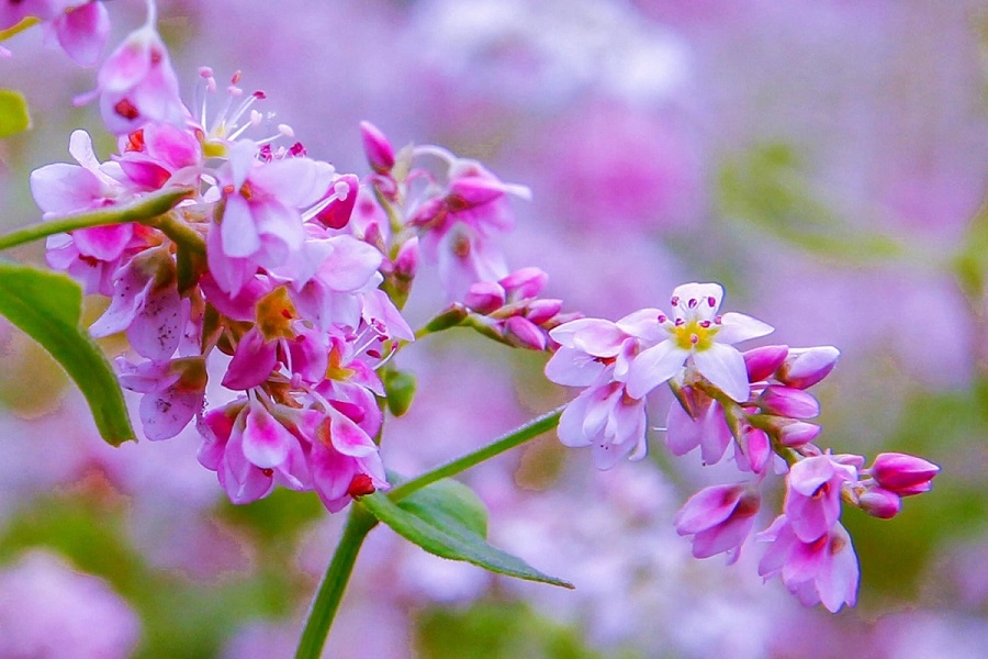 Buckwheat Flower