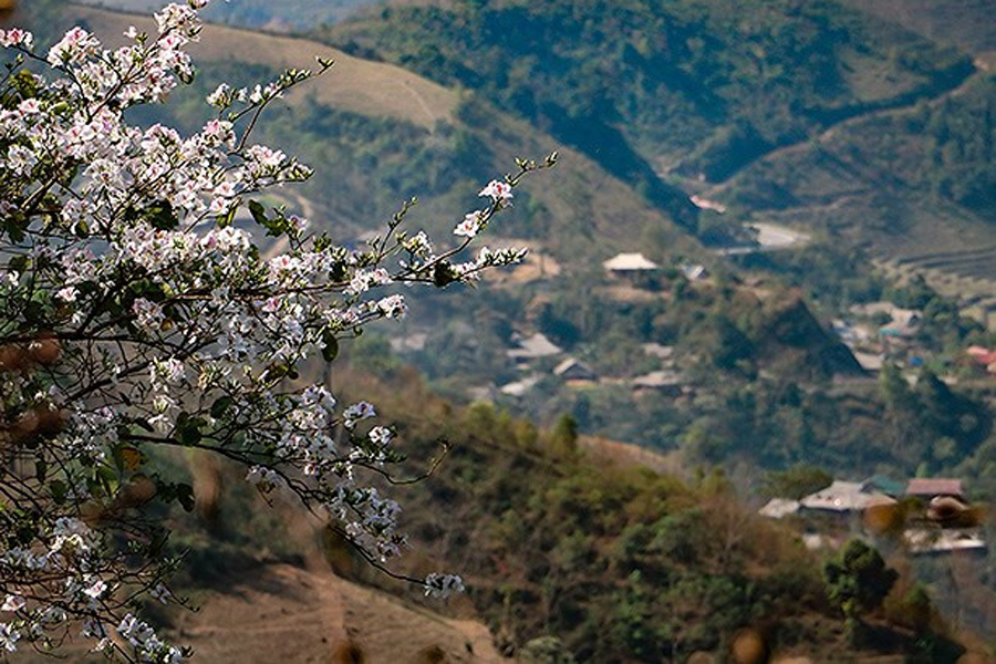 White Bauhinia Bloom