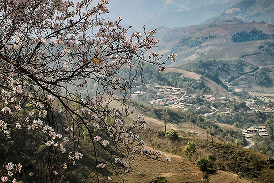 White Bauhinia Bloom in Northwest Vietnam