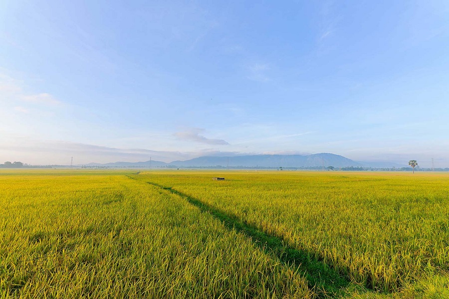 Explore Golden Rice Season in Northern Vietnam Tour with Asia King Travel 