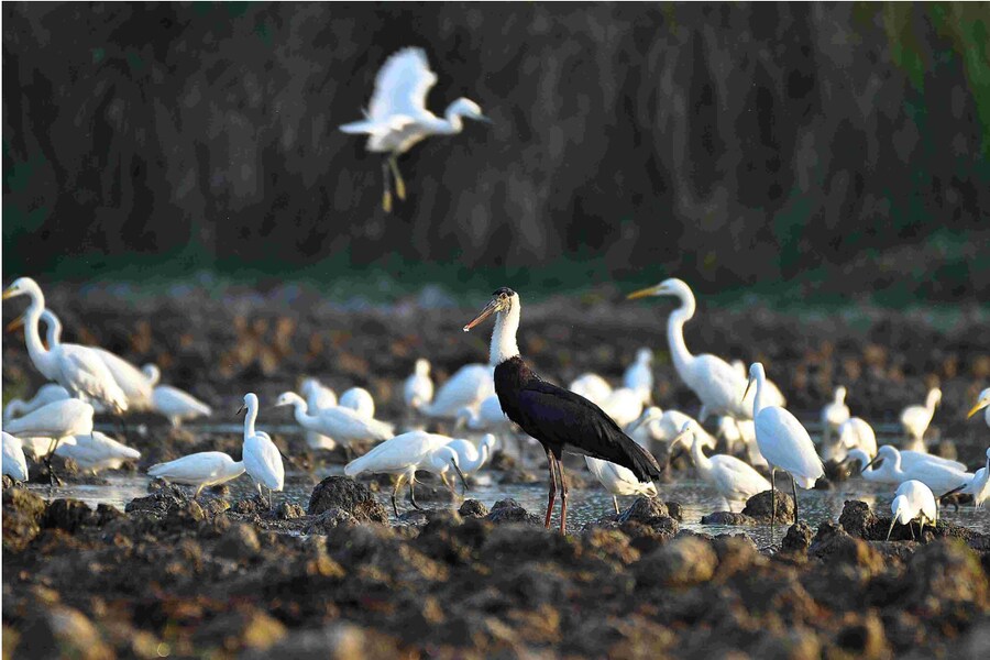 Admire birds Cat Tien National Park. Source: TTXVN 