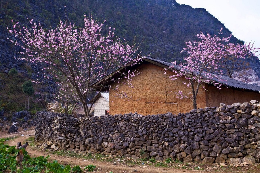 Dong Van Ancient Town during the buckwheat season&nbsp;
