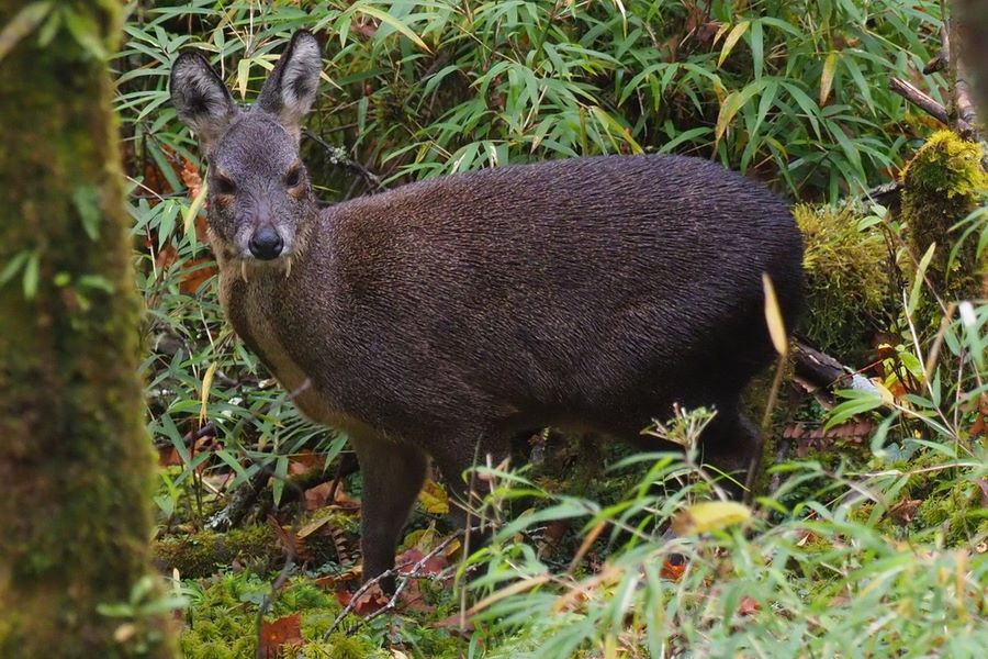 Musk deer in Huu Lien Nature Reserve
