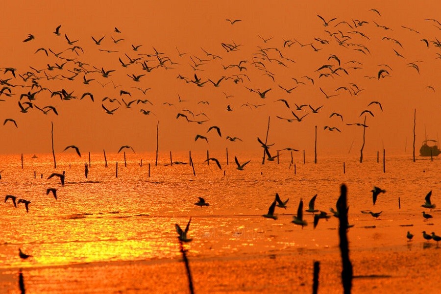 Flocks of birds in Xuan Thuy National Park
