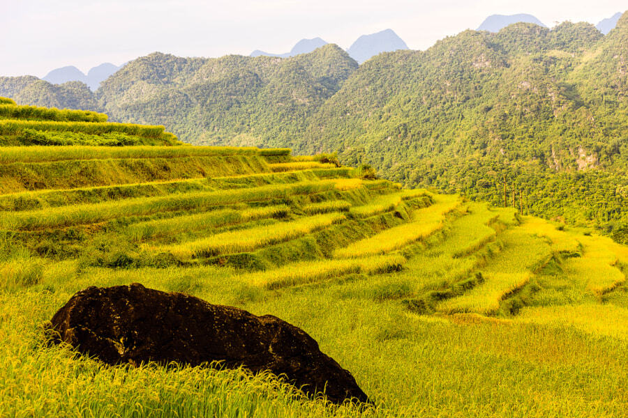 Rice terraces in Pu Luong
