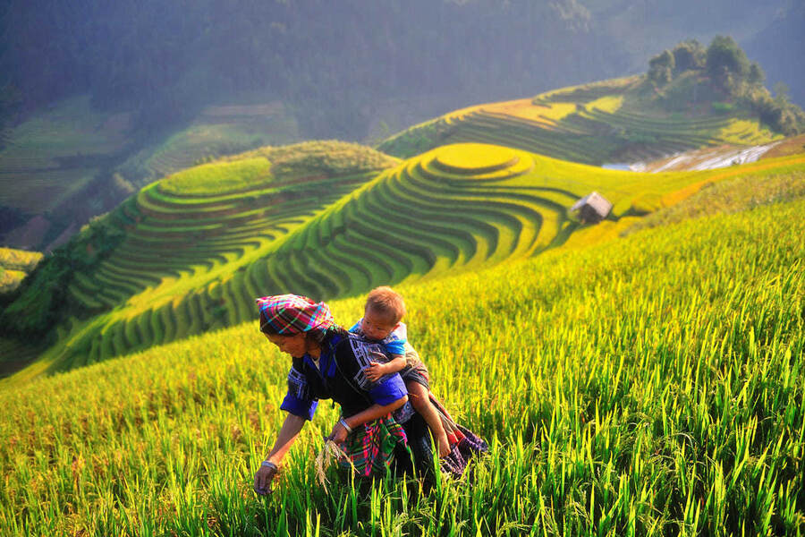 Visiting fields in Mu Cang Chai even once will let you feel the beauty of nature. Source: Viettravel