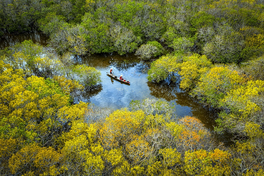 Ru Cha Mangrove Forest