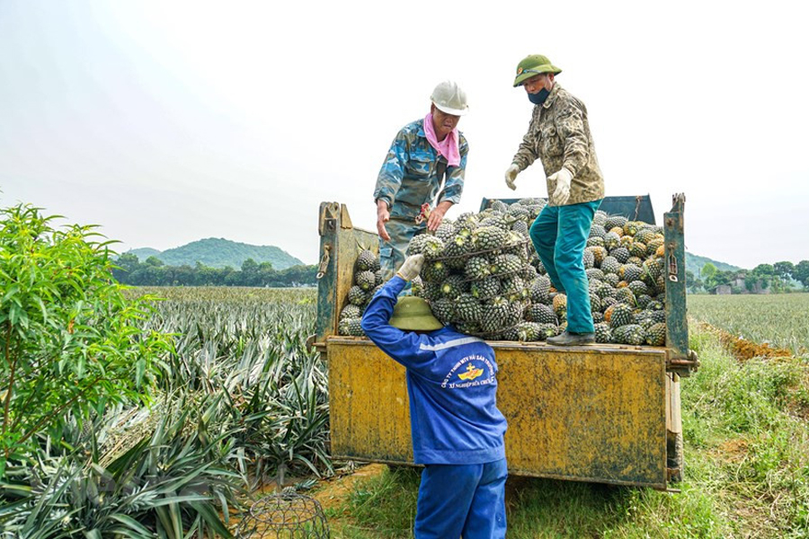 Tam Diep Pineapple Hill