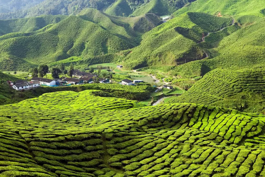 Cameron Highlands is a refreshing choice for travel in Malaysia