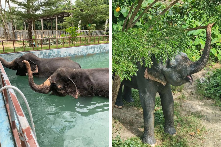Most elephants in Thailand are now in conservation programs