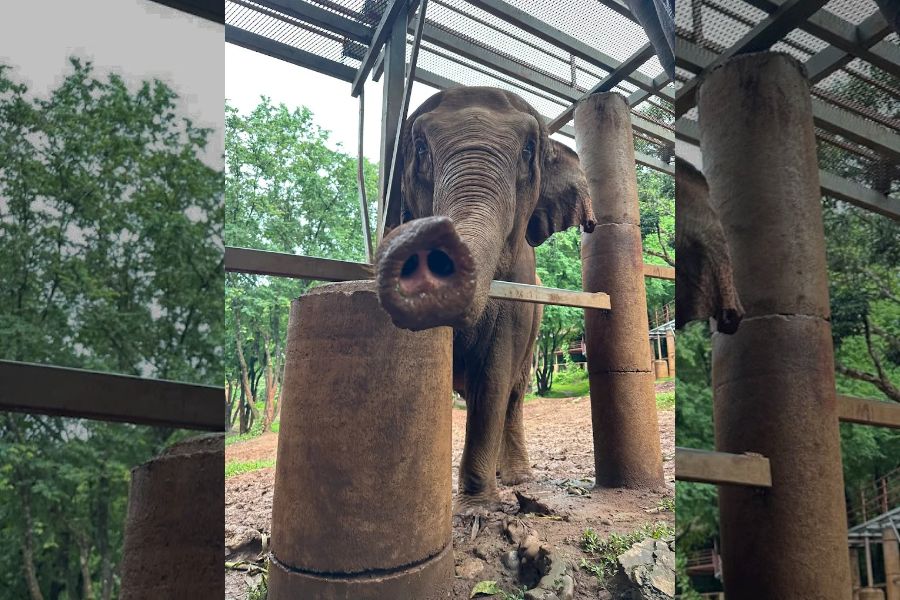 Choose an ethical sanctuary to visit elephants in Thailand