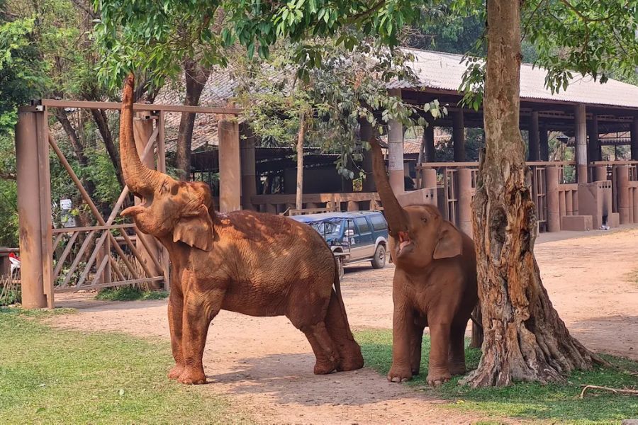 Elephants in Thailand have coexisted with people for a long time