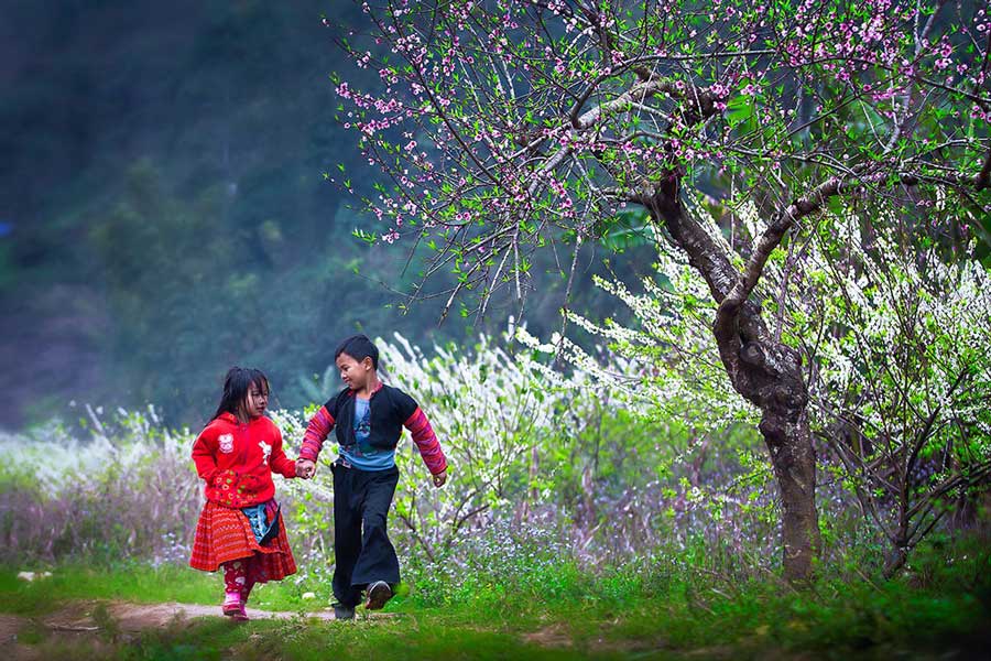 Admiring the beauty of Bac Ha's plum blossom valleys