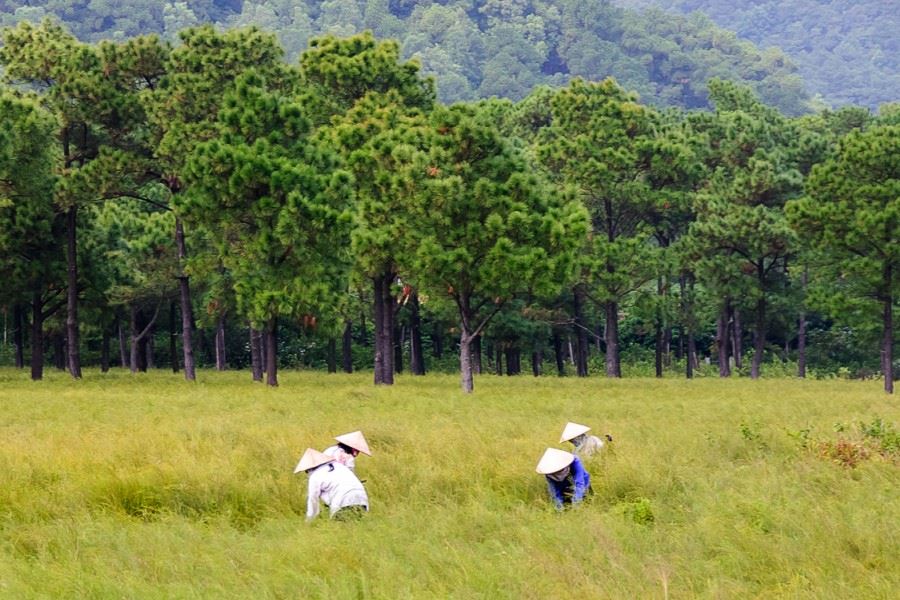 Locals haversting re plant in Bai Re