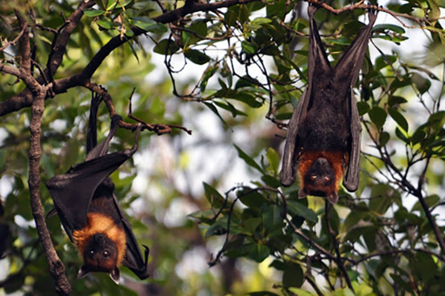 Bats in the Bat Pagoda