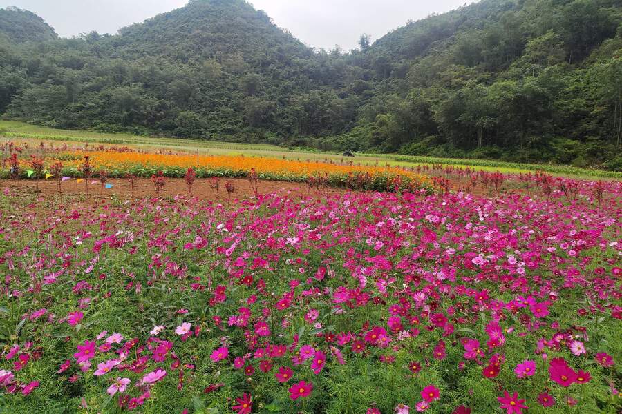 Every season, Bac Son Flower Valley wears different colors