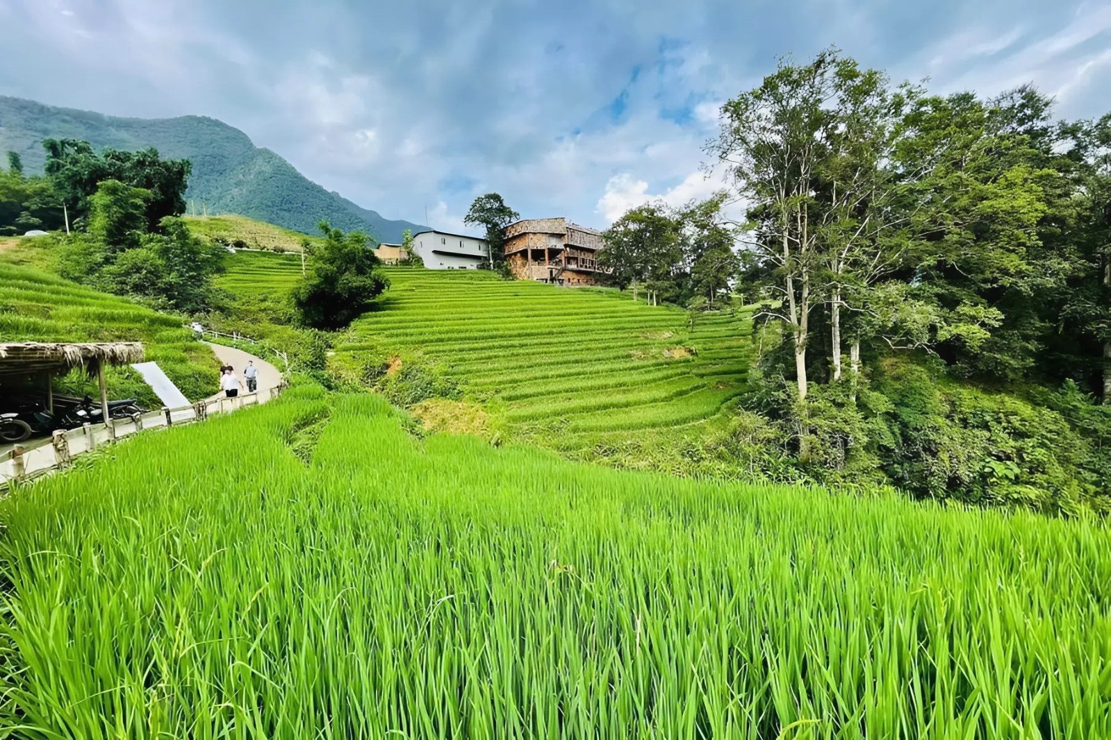 Ta Van Village has a relatively small area, surrounded year-round by peaceful rice fields