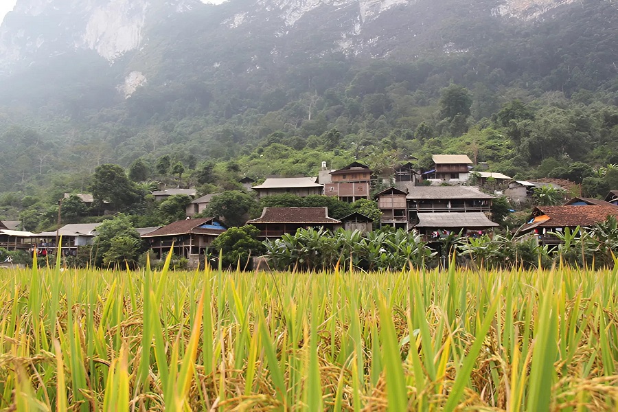 From September to October, the rice fields in Pac Ngoi Village reach their peak beauty