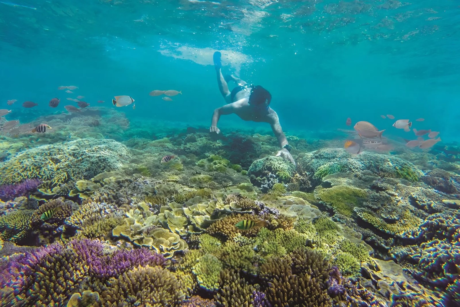 Hon Nua snorkeling tour