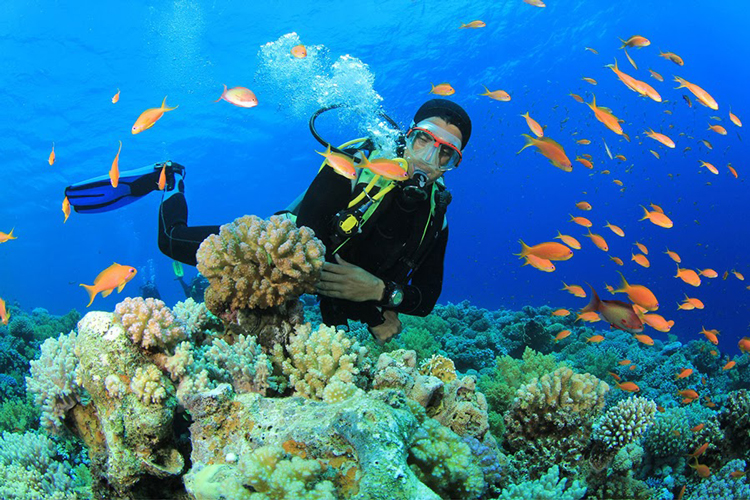 The activity is popular in locations with clear waters and rich marine biodiversity, offering participants a unique and immersive experience in the world beneath the surface
