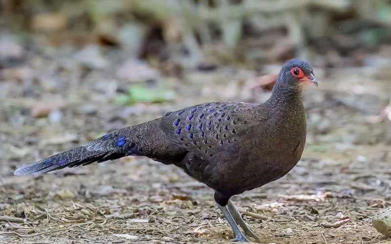 Bird watching site in Nam Cat Tien National Park 