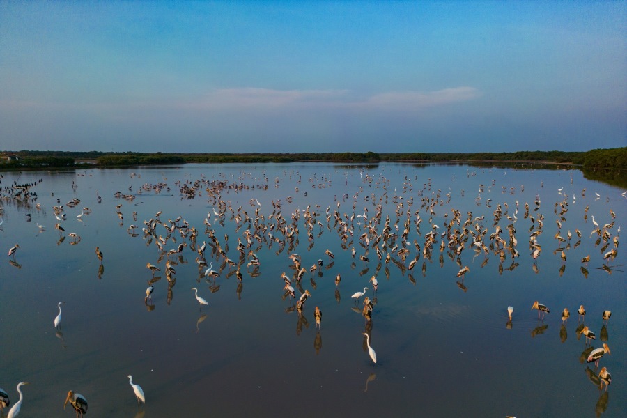 The Boeng Peariang Bird Sanctuary is a great place to visit if you're interested in bird watching in Cambodia