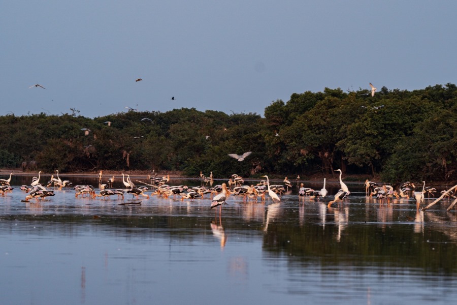 The best time to visit the Boeng Peariang Bird Sanctuary is from February to May 