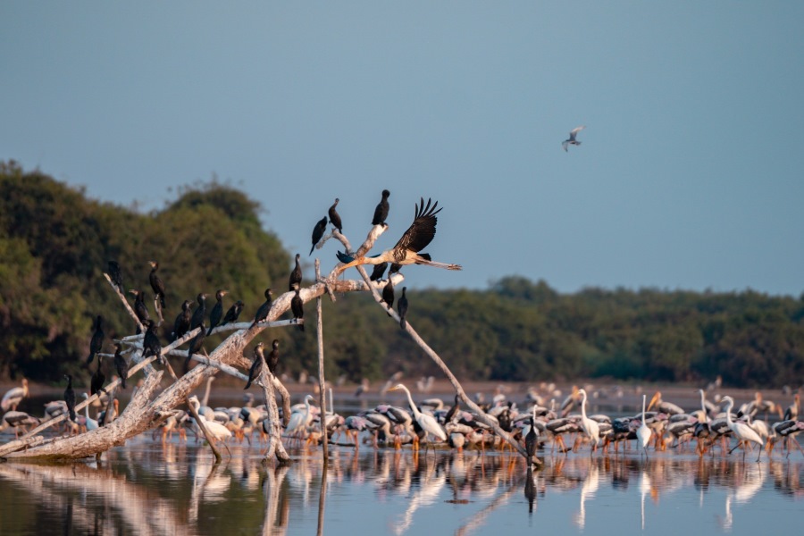 Some tips when traveling to Boeng Peariang Bird Sanctuary