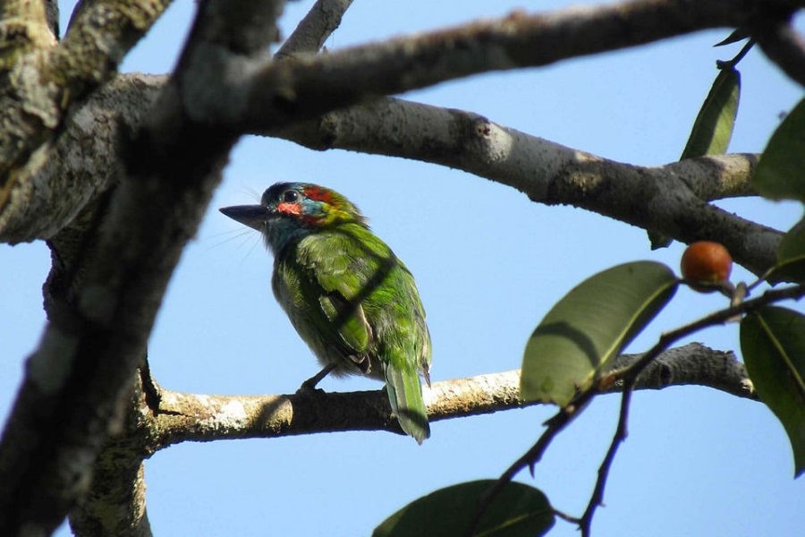 Bokeo Nature Reserve is a great source of inspiration for many stunning snapshots