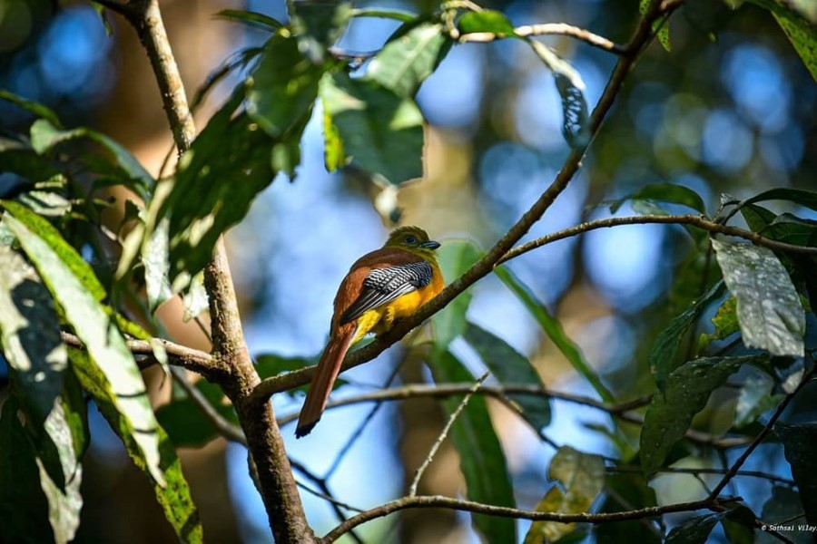 Bokeo Nature Reserve