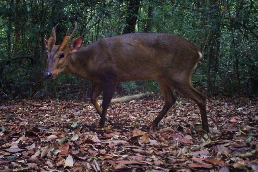 The Nakai-Nam Theun National Park located in Bolikhamxay Province